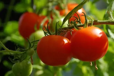 Rajčatům ve skleníku hrozí úpal: Geniální triky, jak je snadno ochráníte