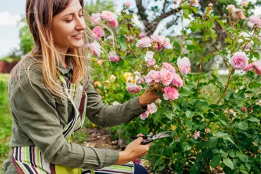 Jak na jaře ošetřit růže? Osm zásad pro správný řez. Takhle bohaté růže jste ještě neměli