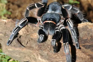 Lidé z Konga trnou hrůzou kvůli pavoukovi o velikosti člověka: Obří tvor byl ale už spatřen i jinde