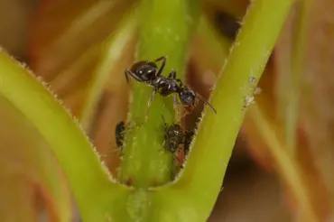 Jak se zbavit mravenců ve skleníku nebo pařeništi: Naši předci používali celer