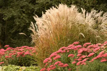 Záhon z okrasných trav osvěží moderní i klasické zahrady