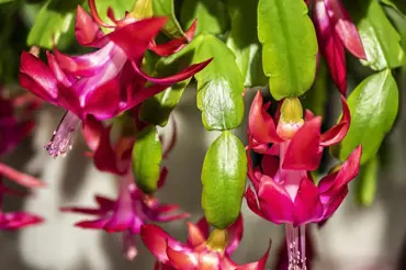 Kvetoucí vánoční kaktus na svátky: Takhle se o něj starejte a obsype se květy
