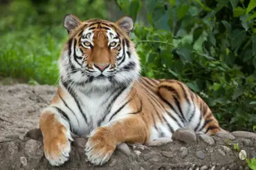 Tygr: Je to majestátní zvíře, přesto ho chovají jako dobytek. Tohle jste věděli?