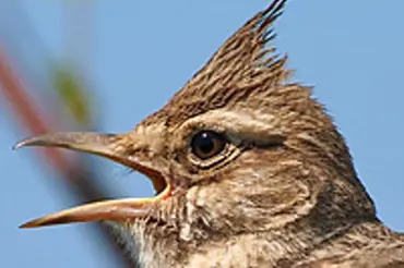 Zapojte se do sledování chocholouše s Českou společností ornitologickou