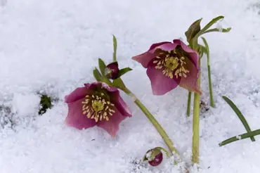 Květy uprostřed sněhu a mrazu: čemeřice, vřesovec a rohatá violka