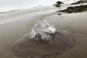 Vědci našli v moři obří gelové koule. Zatím vůbec netuší, jakého jsou původu