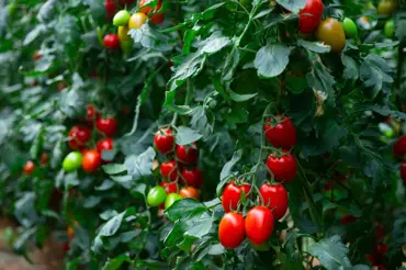 Jak dosáhnout vysokých výnosů rajčat ve skleníku?