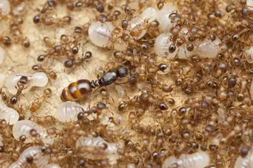 Vyžeňte mravence ze zahrady: Jak poznat královnu? Co se stane, když ji zabijete?