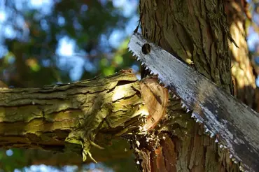 Bílá peřina na zahradě: Nejvyšší čas k odstranění staré kůry u stromů