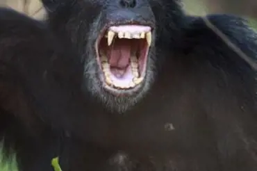 Ochočený šimpanz ukousl ženě obličej