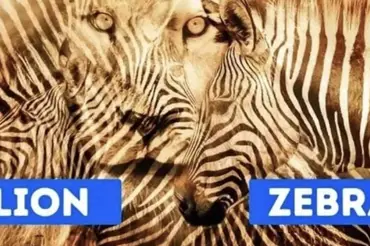 Vidíte lva, nebo zebru? Jednoduchý optický test určí, zda jste extrovert či introvert