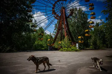 V okolí Černobylu zmutovali psi. Těm, co žijí přímo u reaktoru, se změnila DNA. Jsou silní a odolní