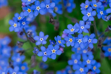 Modrá zahrada je hitem léta: Nejkrásnější modře kvetoucí rostliny našich babiček