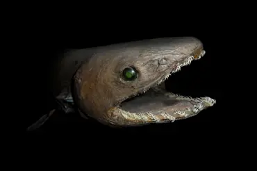 Video: Vědci chytili pravěkého žraloka. Živá fosilie je starší než dinosauři
