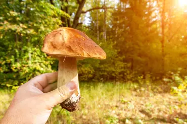 Jak v lese najít houby: Mykolog radí, kam jít na jistotu a přinést plné koše