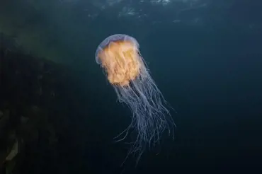 Na měsíci Europa možná žije smrtící medúza. Oceán je zde stejný jako u Grónska