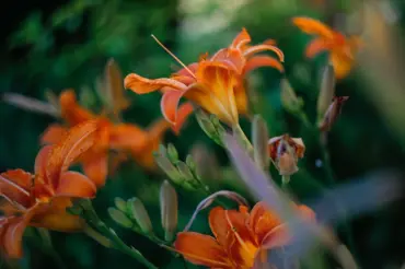 Denivky jsou poklad zahrady: liliím podobné, ale méně náročné