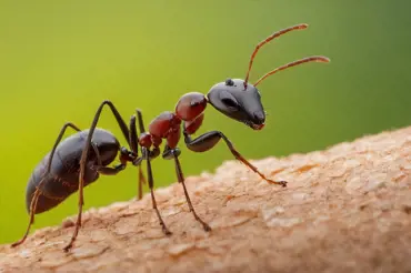 Letos na jaře tímto posypte půdu a zapomenete na mravence