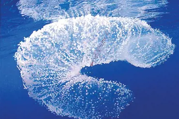 Vědci v moři vyfotili zvláštní třpytivou věc ve tvaru trubky. Jen 2% nejlepších napadne, co to je