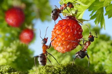 Mravenci si rádi smlsnou i na jahodách: Citron a zubní pasta jim hostinu překazí