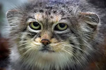 Nejzlejší kočka na světě: Manula si nepřejte potkat!