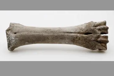 Tato kost sloužila ve středověku k dnes zcela běžné věci. 99 % lidí to nenapadne a známe ji všichni
