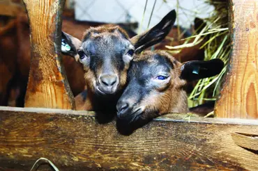 Reportáž z kozí farmy Krejzovi: O kvalitě chovných kozlů rozhoduje velikost varlat a jejich původ