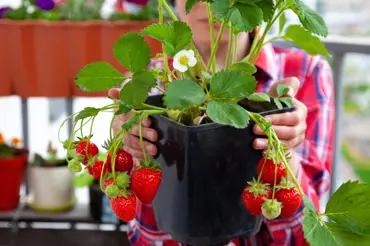 Jak se připravit na pěstování jahod v truhlíku? Vyberte správnou odrůdu a plodit budou až do podzimu