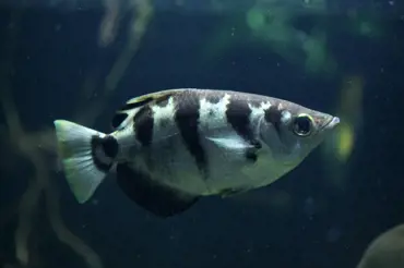 Vědci objevili ryby, které umějí počítat. Některé dokonce sčítají a odčítají a nikdo neví proč