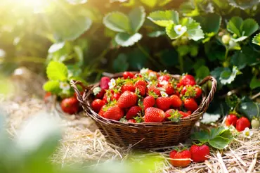 Čím pohnojit jahody právě teď, aby plodily jako o život: Nejlepší jsou kopřivy
