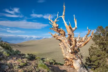 Nejstarší borovice má světa nejméně 4 853 let!  Přežila faraony