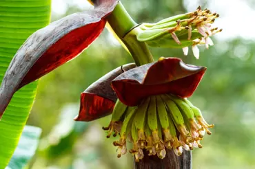 Chutné banány z obyváku: Jak doma vypěstovat banánovník ze semínka