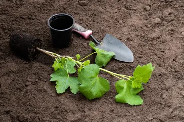 Pokud je půda na vaší zahradě tvrdá jako beton, problém snadno vyřešíte takto