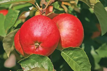 Podblanické jabloně: nové odrůdy s výtečnými plody a odolností vůči chorobám