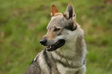 Nejdražším psím plemenem na světě je stále Československý vlčák. V USA jsou za něj schopni dát obří sumy