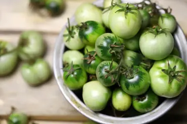 Podcast: tento trik na dozrání rajčat zná málokdo. Přitom je úplně jednoduchý!
