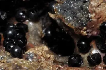 Vědci našli v oceánu černá vejce, ze kterých vytéká záhadná tekutina. Podívejte na fascinující záběry