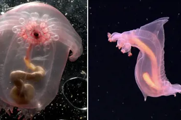 Vědci objevili v hlubinách moře podivné růžové stvoření. Je tak průhledné, že vidíte i vnitřnosti