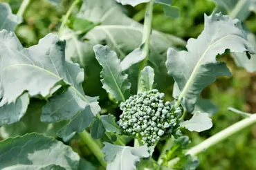 Omamná brokolice: Jak na pěstování, abyste sklízeli silné plody až do listopadu