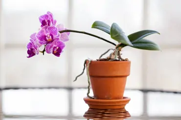 Orchideje pro začátečníky: Jaké druhy vybrat a jakých chyb se vyvarovat?