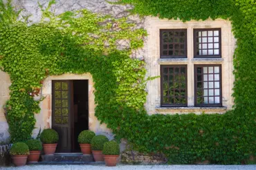 Nejkrásnější popínavé rostliny na zeď: Těchto 5 vám vydrží zelených celý rok