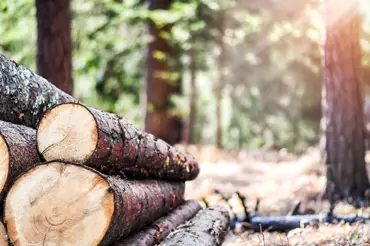 Plánujete topit dřevem? A víte jaké dřevo je na to vhodné?