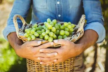 Jaké víno vybrat na zahradu? Nezničitelné a nejplodnější odrůdy vinné révy