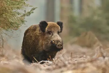 Divoká prasata ve střední Evropě jsou radioaktivní, zjistili vědci. Varují před jejich konzumací