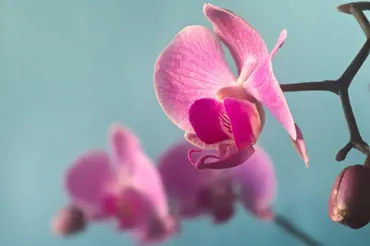 Proč zkušení květináři máčejí orchideje v zelné šťávě? Každý, kdo je pěstuje, by to měl vědět