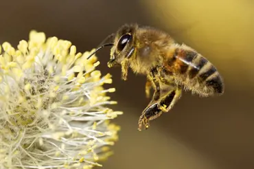 Tato rostlina je největší lákadlo pro včely. Pokud ji vysadíte, budete jich mít v létě plnou zahradu