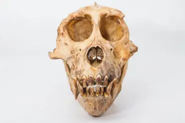Opičí lebka z doby železné zmátla vědce. Potvrzuje teorii, které nikdo nevěřil