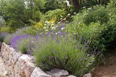 Inspirace z Provence: levandule na zahradě, v kuchyni a domácí lékárničce