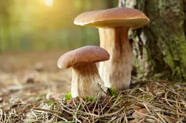 Jaké houby sbírali naši předkové a proč okolní národy na houby nechodí?