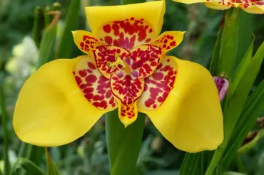 Tygřice: Jejich květy podobné orchidejím oslní všechny vaše sousedy